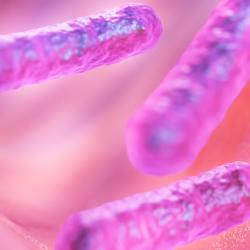 bacteria