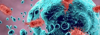 Gut bacterium